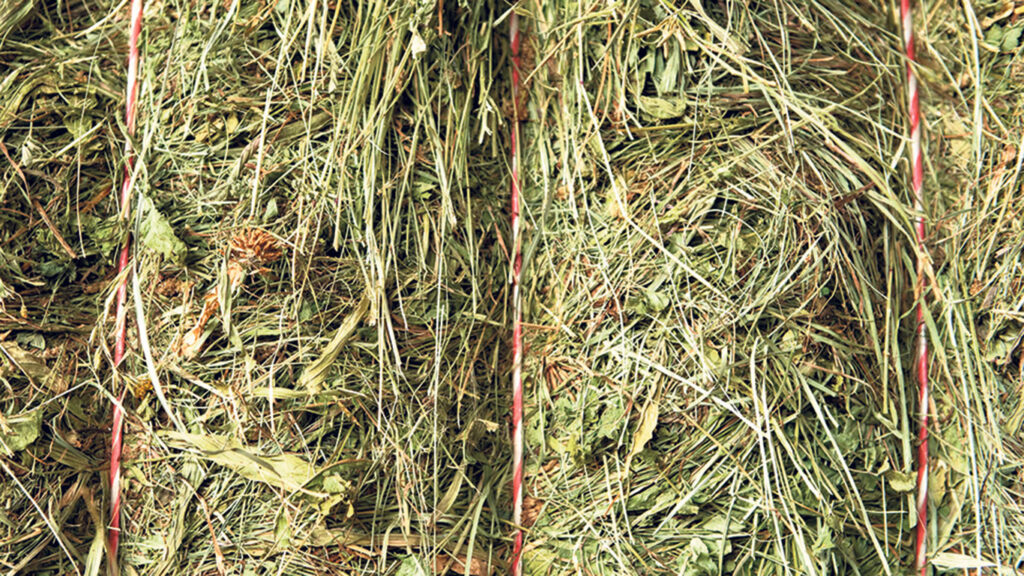 Botte de foin de Crau AOP bio avec ficelle rouge et blanche, prête à être livrée