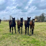 Jeunes poulains PRE x Lipizzan dans un pré en hiver, nourris au foin de Crau AOP bio – Arles, janvier 2024
