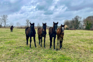Jeunes poulains PRE x Lipizzan dans un pré en hiver, nourris au foin de Crau AOP bio – Arles, janvier 2024
