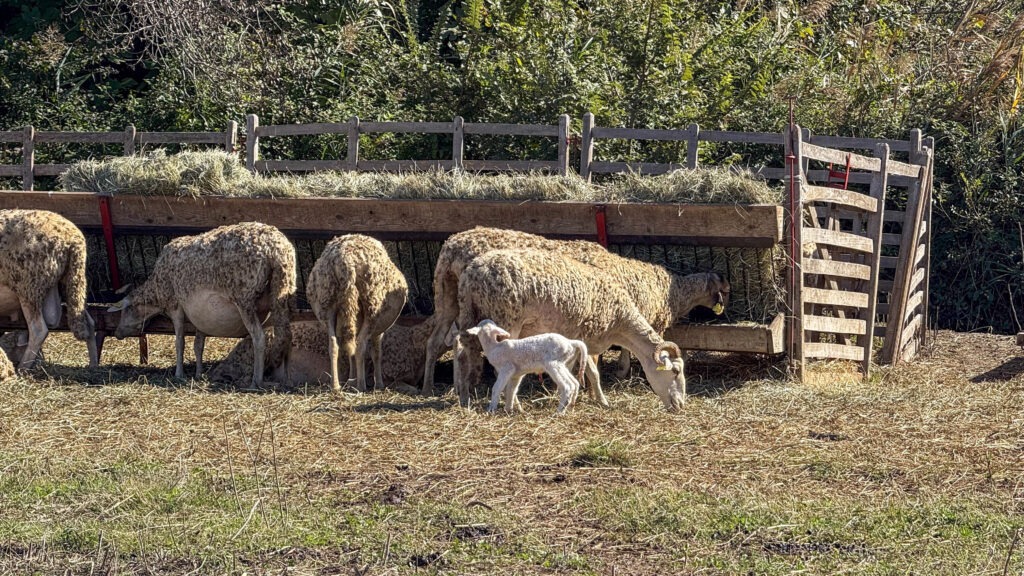 Brebis Raïole au râtelier avec un agneau nouveau-né, élevage à L’Oustau di Galino à Arles