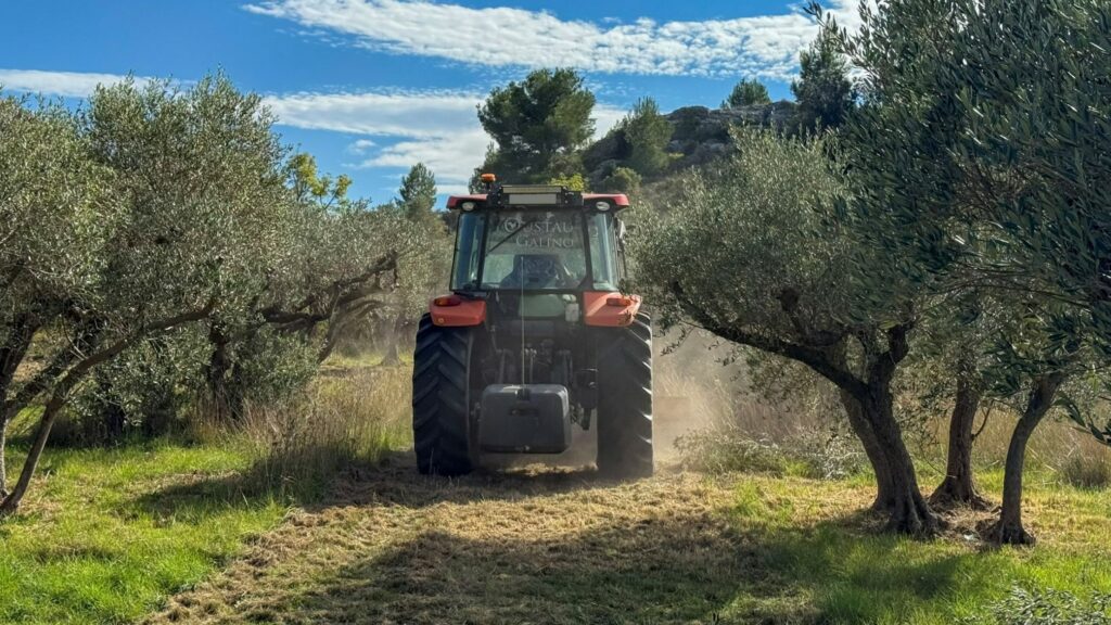 Tracteur de l’Oustau di Galino pendant le broyage, vue arrière entre les rangées d’oliviers.