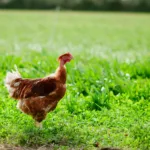 Chapon fermier élevé à l’herbe dans les prairies de la Crau en Provence.
