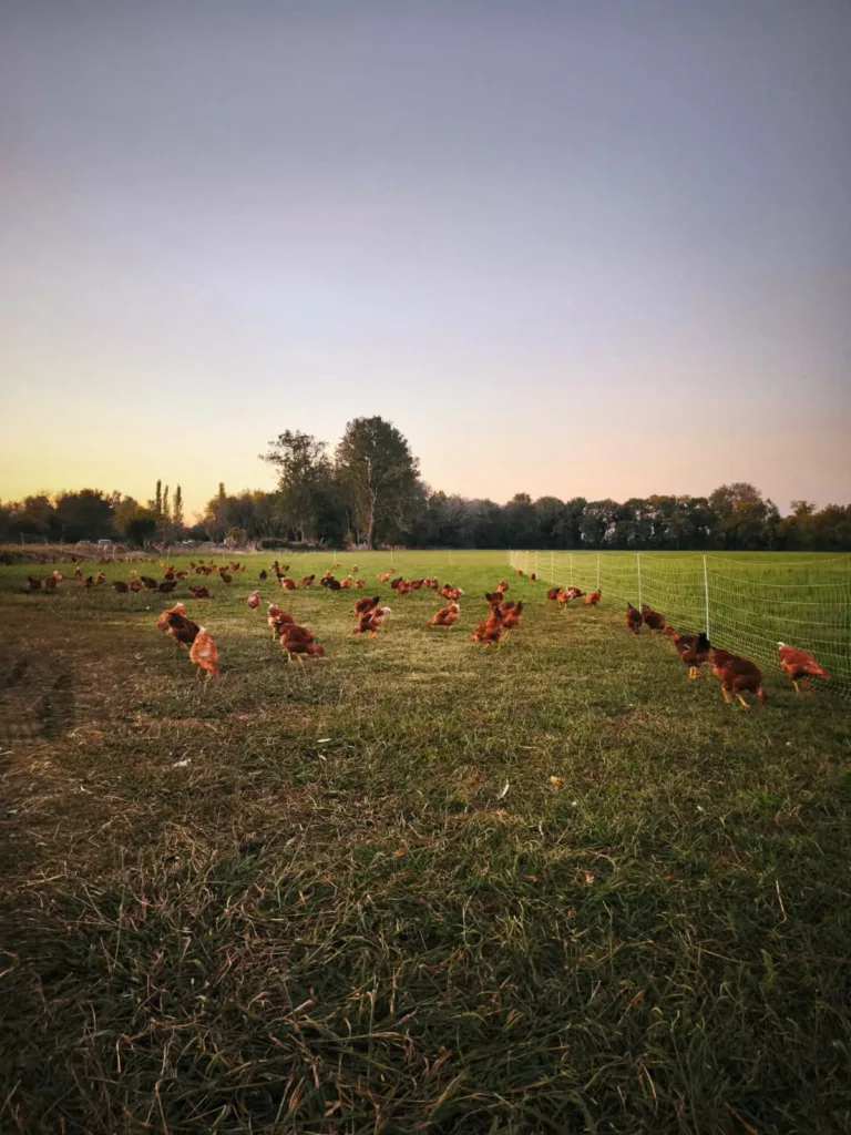 Chapons fermiers élevés à l’herbe dans les prairies de la Crau au coucher du soleil.
