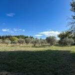 Vue des oliviers de l’Oustau di Galino à Arles après le broyage d’automne, préparant la récolte d’huile d’olive AOP Vallée des Baux-de-Provence maturée.