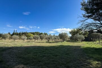 Vue des oliviers de l’Oustau di Galino à Arles après le broyage d’automne, préparant la récolte d’huile d’olive AOP Vallée des Baux-de-Provence maturée.
