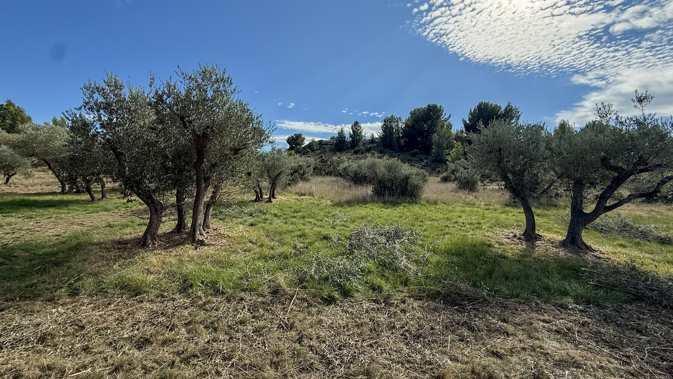 Vue des oliviers avant le broyage d’automne à l’Oustau di Galino, herbes hautes entre les rangs dans la plaine de la Crau.