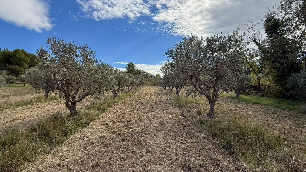 Rangs d’oliviers parfaitement entretenus après broyage dans les Alpilles.
