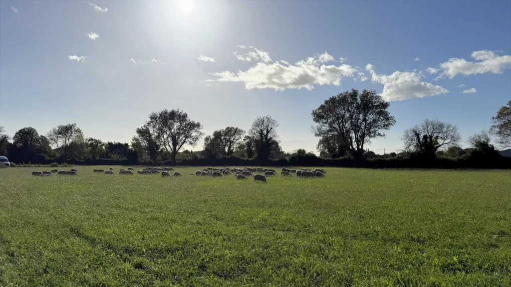 Brebis Raïoles pâturant dans les prairies d’hiver de la Crau à L’Oustau di Galino