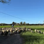 Troupeau de brebis Raïoles en Crau, lors du transit entre les prairies d’été et celles d’hiver à L’Oustau di Galino