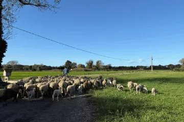 Troupeau de brebis Raïoles en Crau, lors du transit entre les prairies d’été et celles d’hiver à L’Oustau di Galino