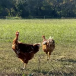 Chapons fermiers élevés en plein air dans les prairies de la Crau, à L’Oustau di Galino, sous le soleil de Provence.