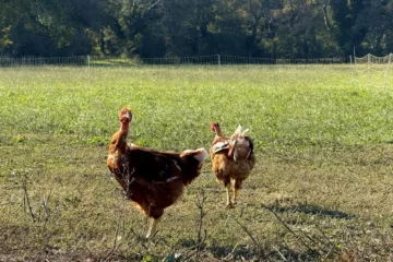 Chapons fermiers élevés en plein air dans les prairies de la Crau, à L’Oustau di Galino, sous le soleil de Provence.