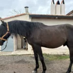 Étalon Pur Race Espagnol noir pangaré solide et musclé nourri naturellement