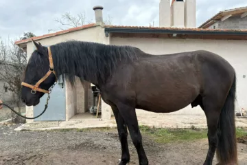 Étalon Pur Race Espagnol noir pangaré solide et musclé nourri naturellement